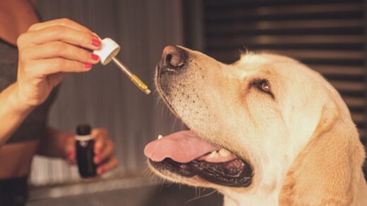 CBD Safe for Dogs and Cats