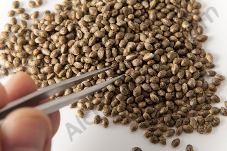 Feminized Cannabis Seeds and Their Benefits