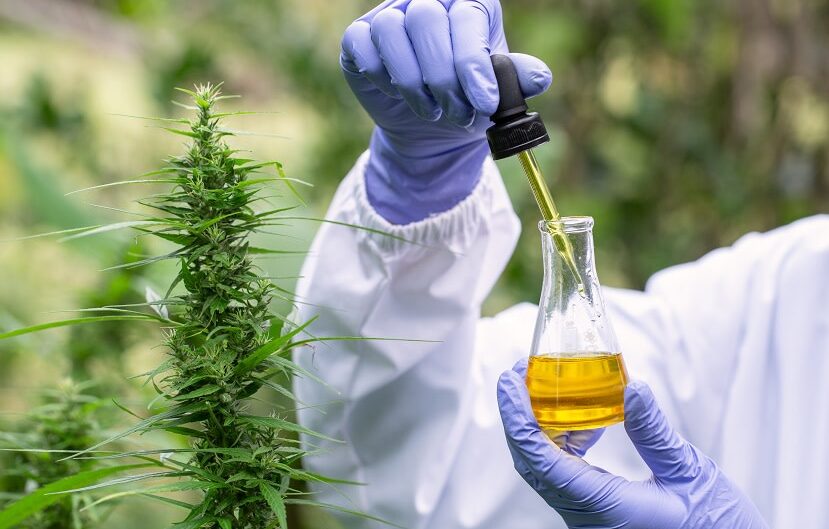 CBD vs. THC: What’s the Difference and Which is Right for You?