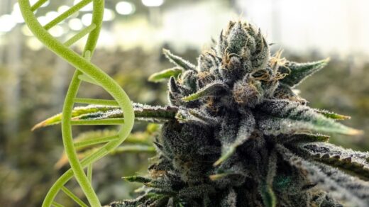 Cannabis Potency