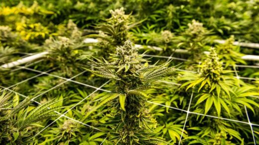 CBD Can Help with Post-Traumatic Stress Disorder