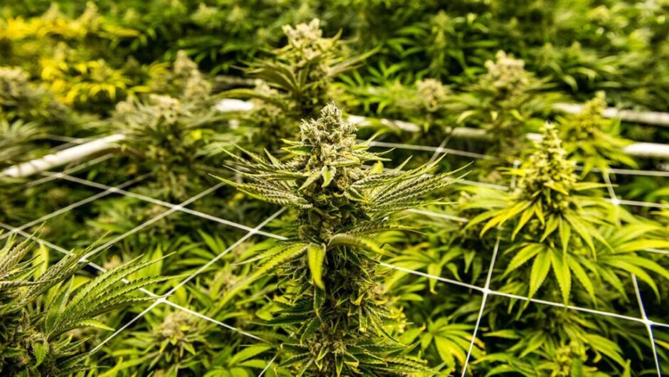 CBD Can Help with Post-Traumatic Stress Disorder