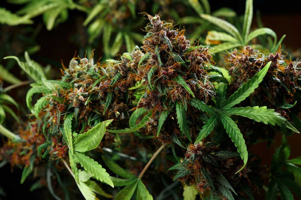 How CBD Works