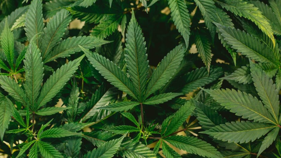 CBD for anxiety and stress