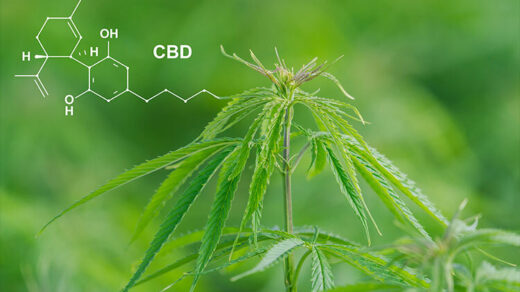 CBD Capsule
