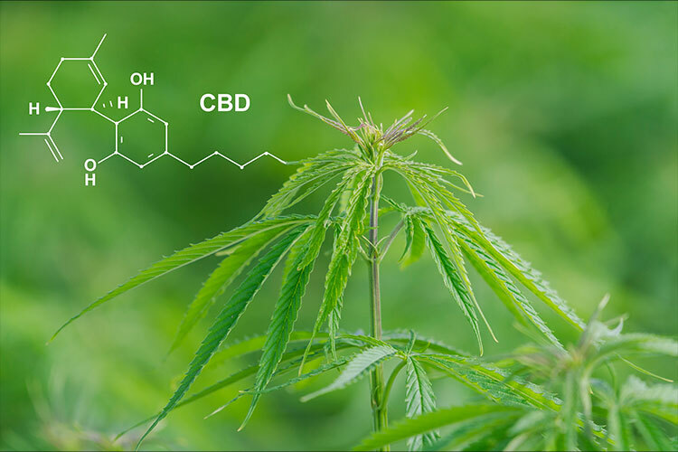 CBD Capsule