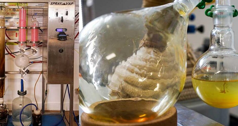 CBD Extraction