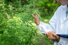 CBD extraction process
