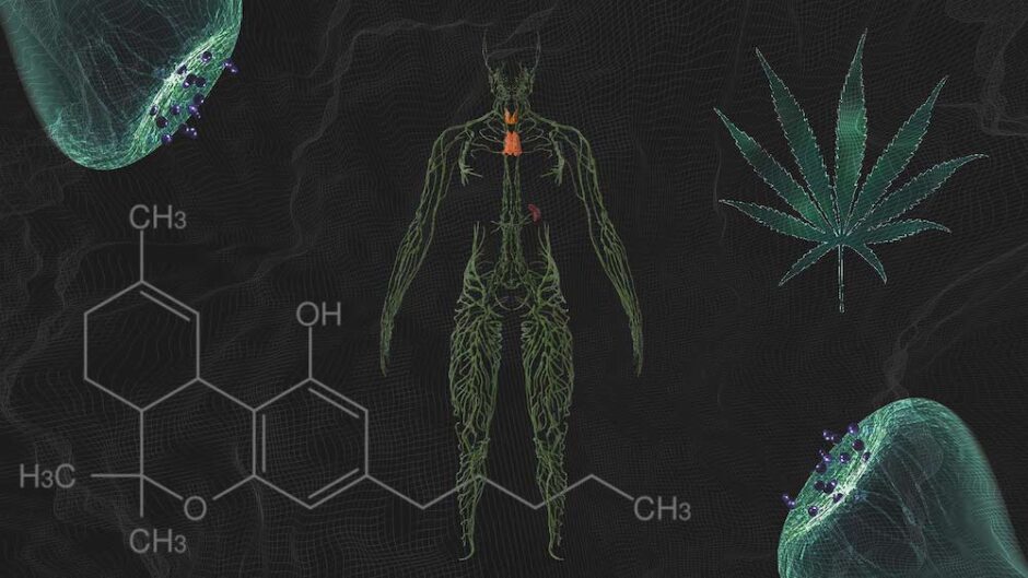 CBD Oil and Drug Interactions