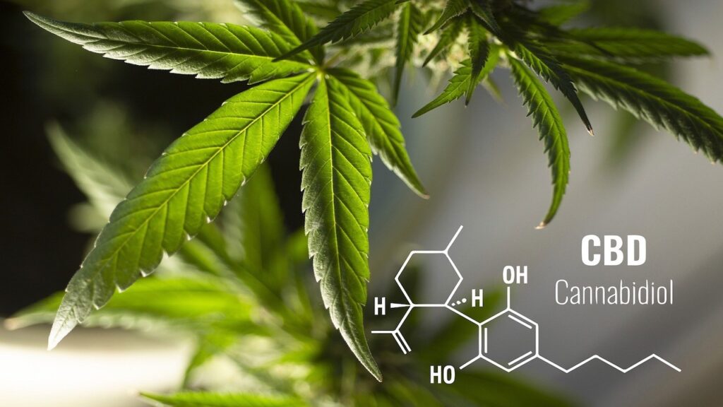 CBD Oil and Drug Interactions